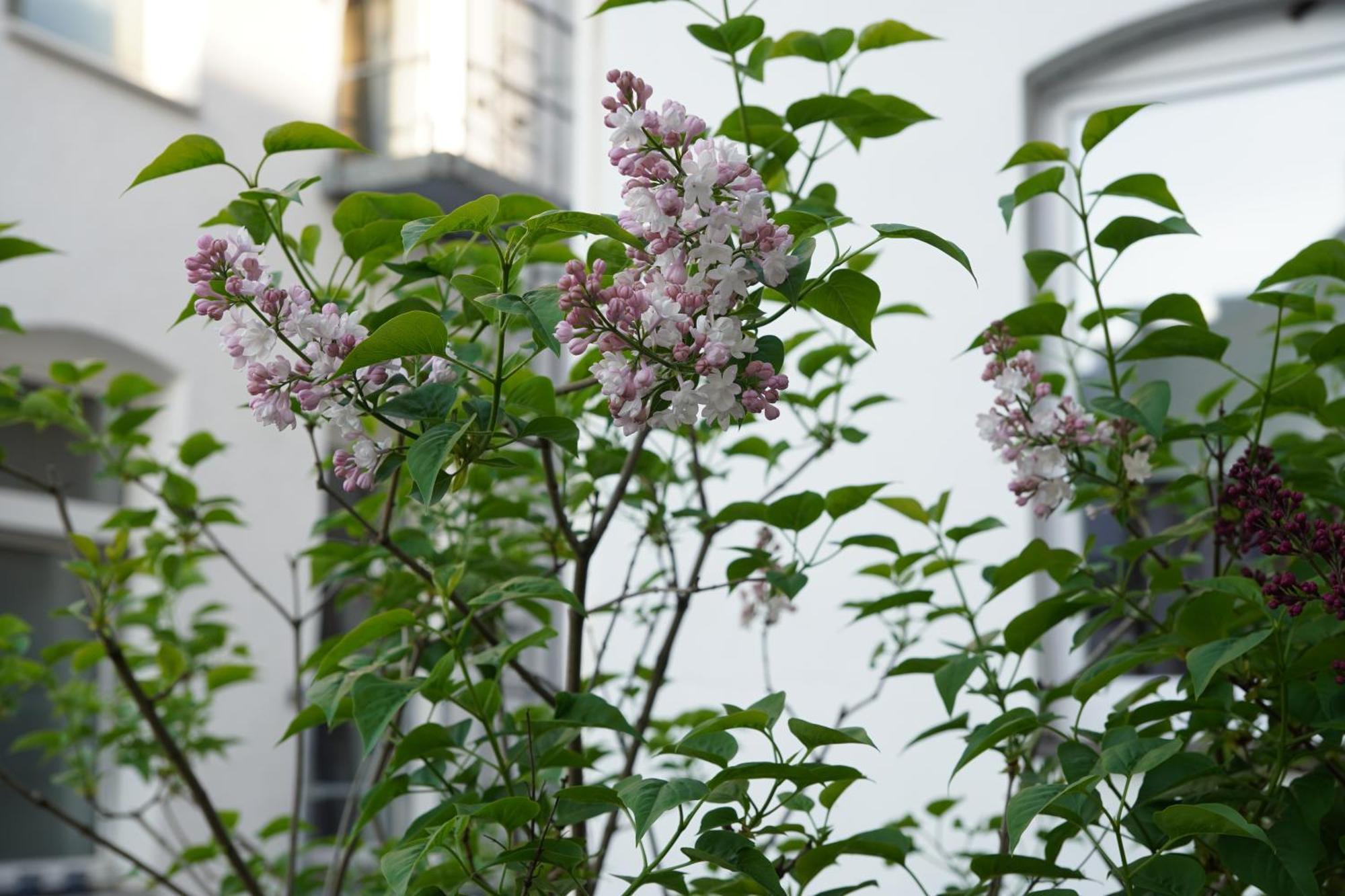 Bright, Spacious Apartment With A Lovely Terrace In The Heart Of Akwizgran Zewnętrze zdjęcie